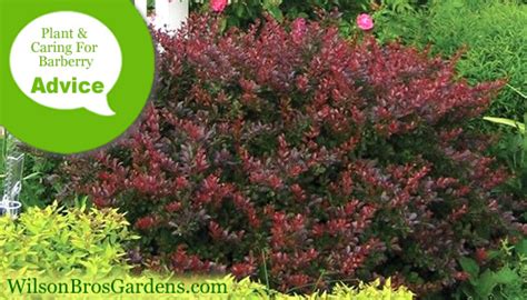 fertilizing barberry shrubs